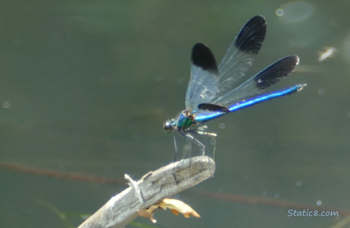 Damselfly standing on a twig