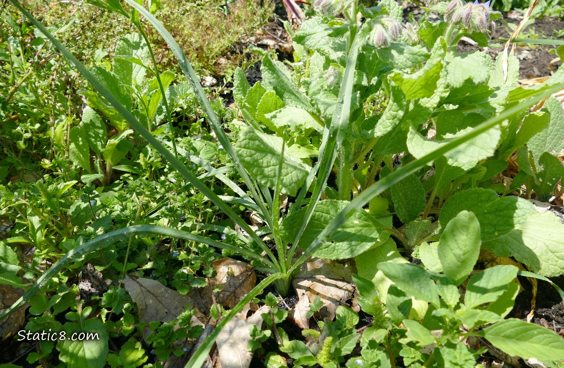 Garden plot