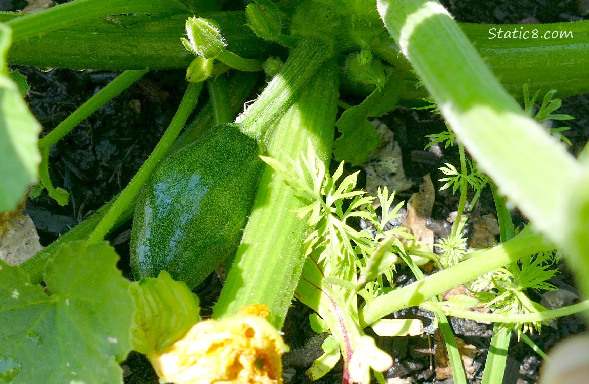 Green zuc fruit growing under the plant