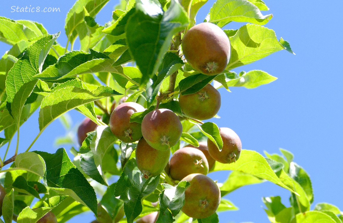 Apples ripening on the tree with green leaves and blue sky