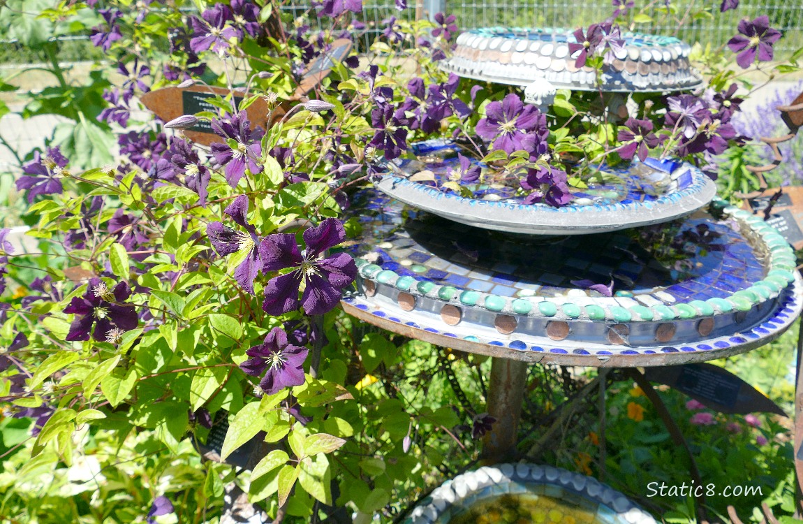 Clematis blooms around a bird bath
