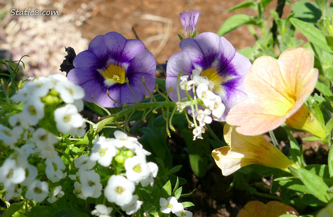 Flowers