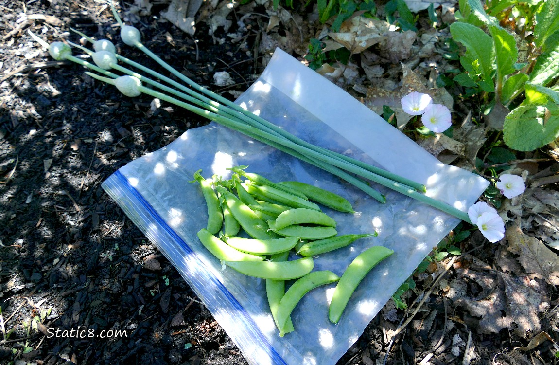 Harvested Snap Peas and Garlic scapes laying on a ziplock on the ground