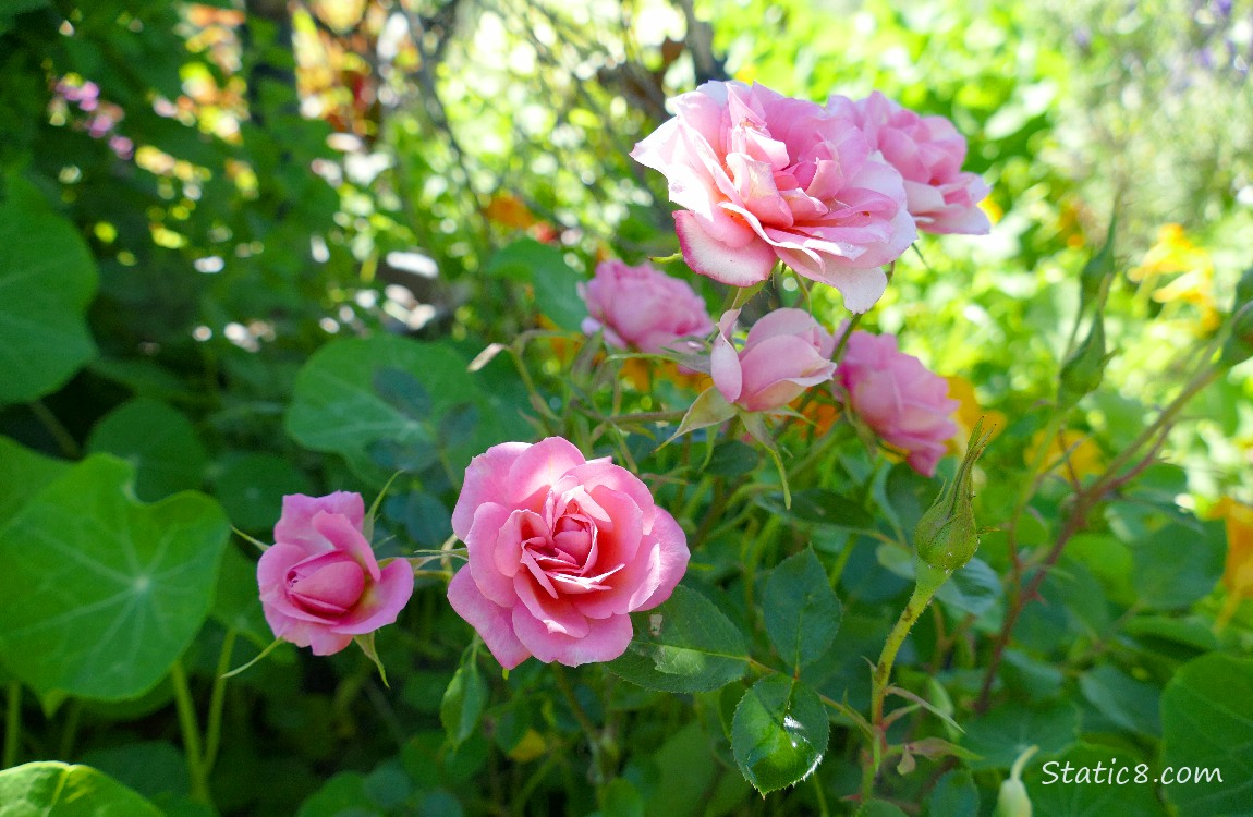 Pink Rose blooms