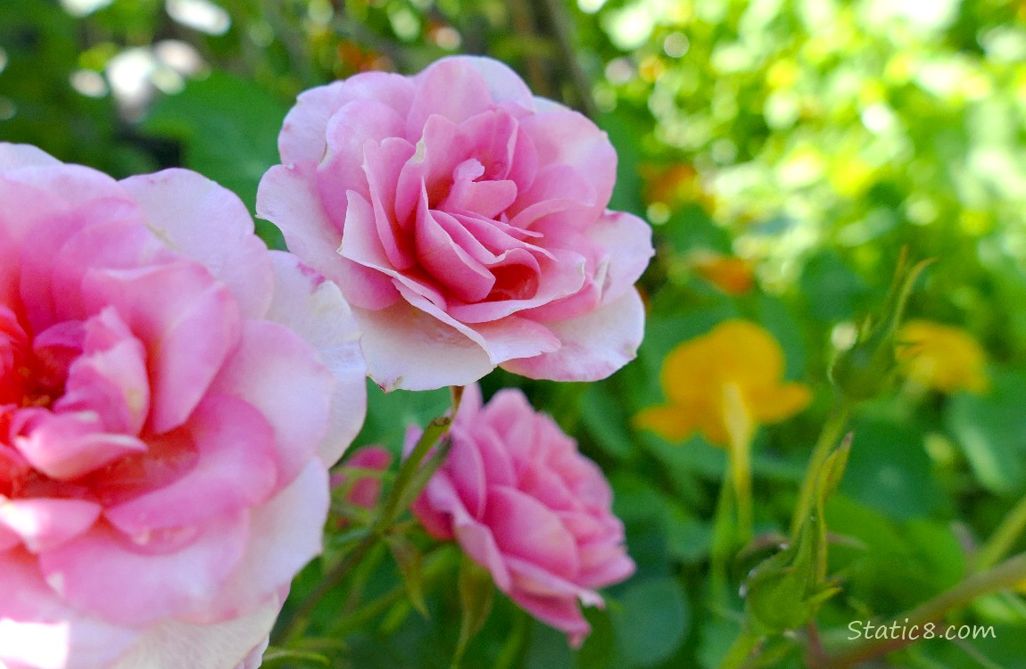 Pink Rose blooms