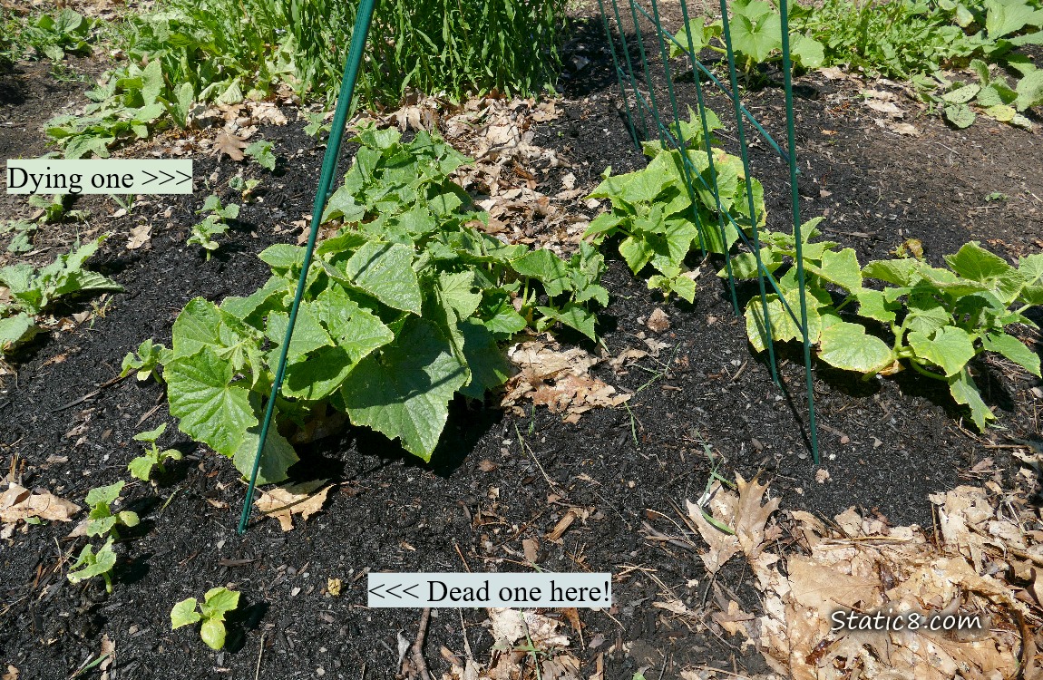 Cucmber plants growing under a wire trellis