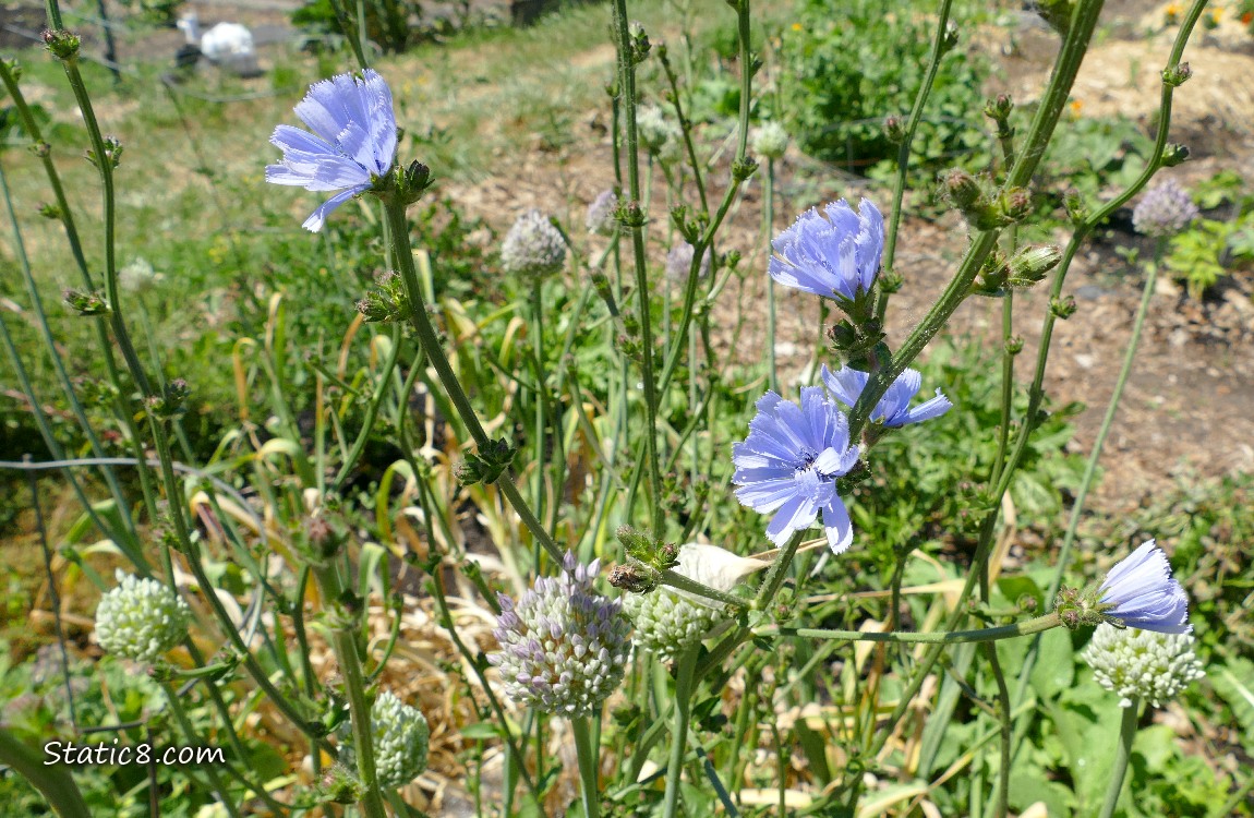 Chicory blooms in a garden plot
