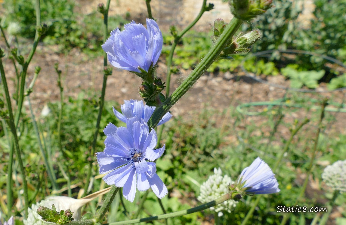 Chicory blooms