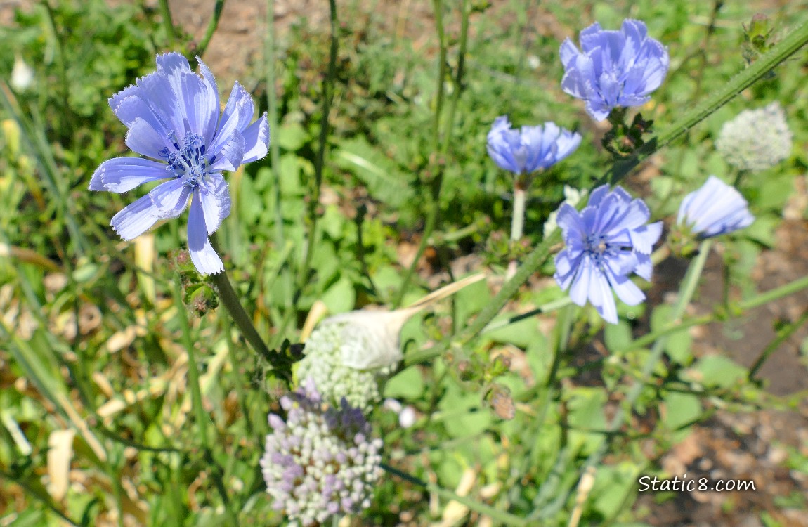 Chicory blooms