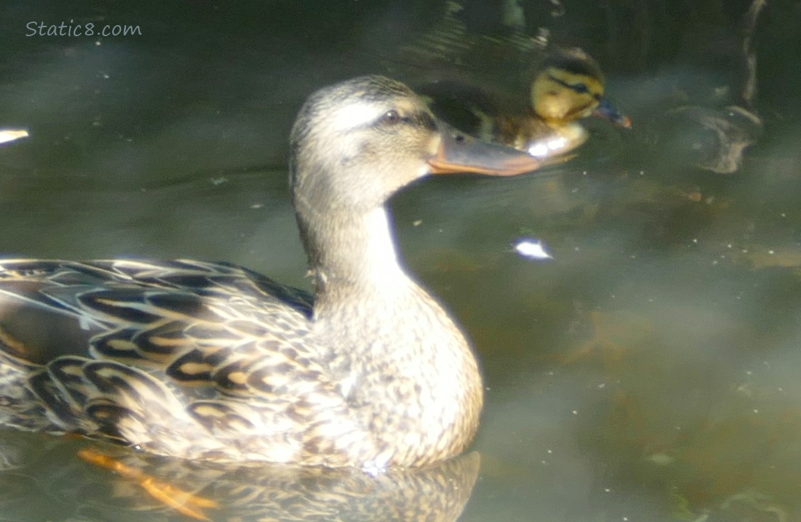 Mama Mallard with one duckling paddling on the water
