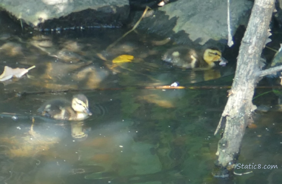 Two ducklings paddling on the water