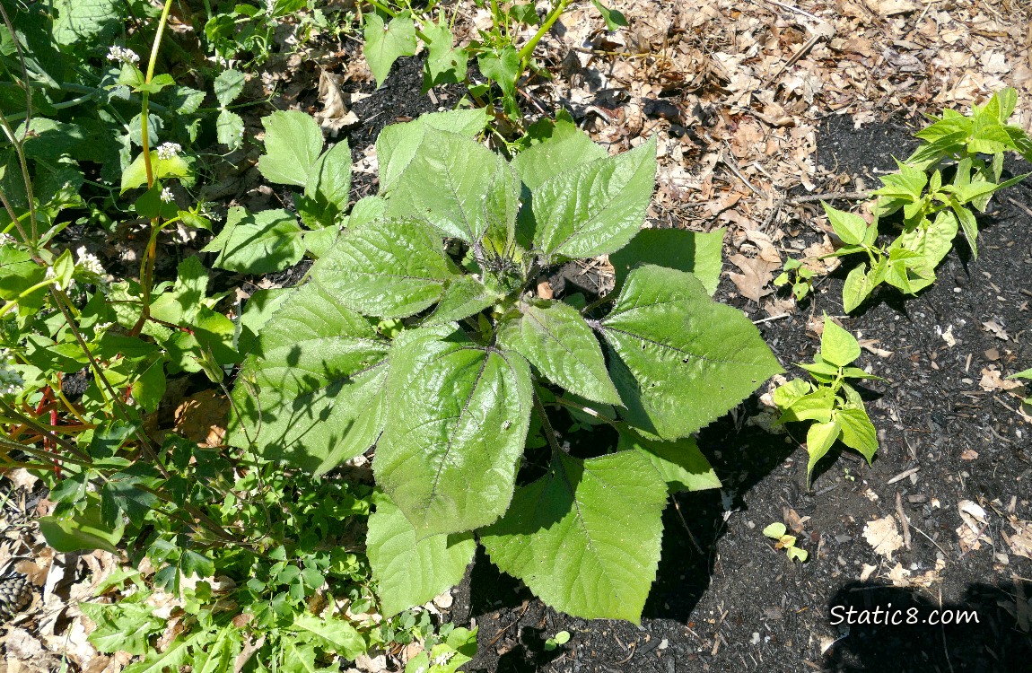 Sunflower