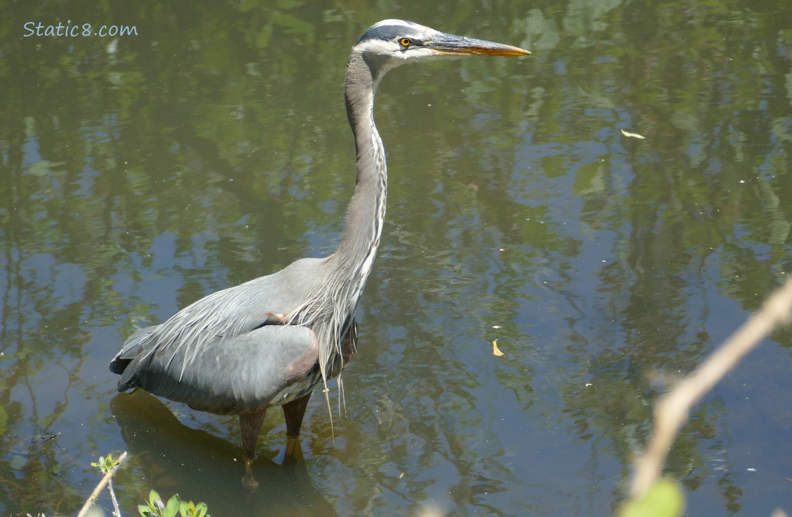 Great Blue Heron walking in shallow water