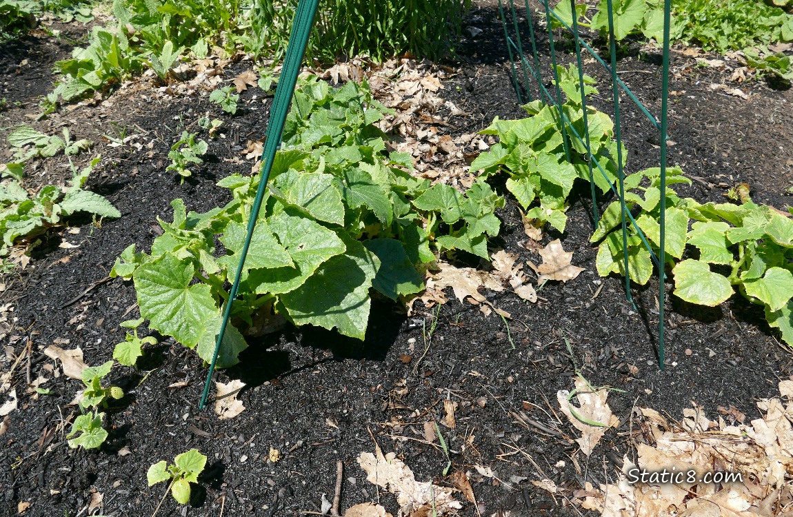 Cucumber plants growing in the dirt under a wire trellis