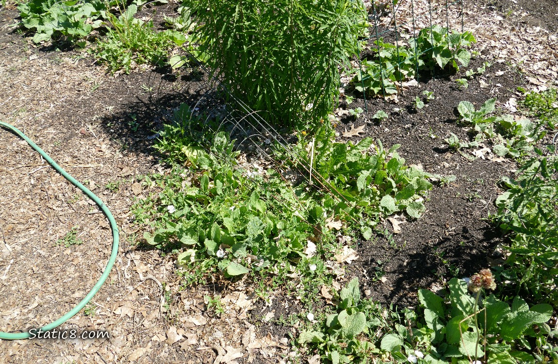 Garden plot