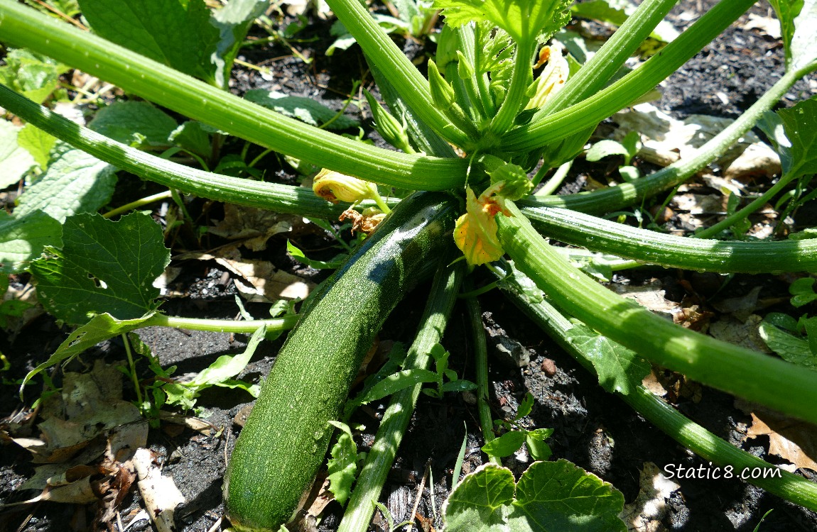 Zucchini fruit growing on the plant