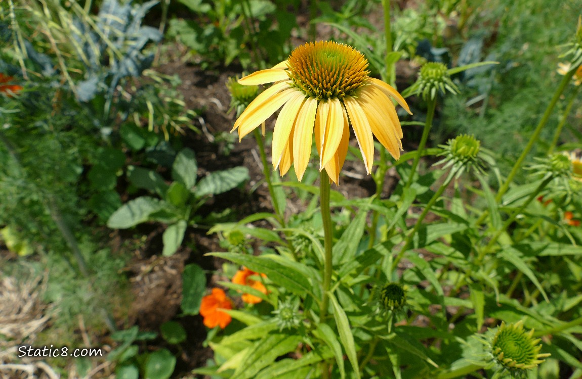 Orange Echinacea bloom