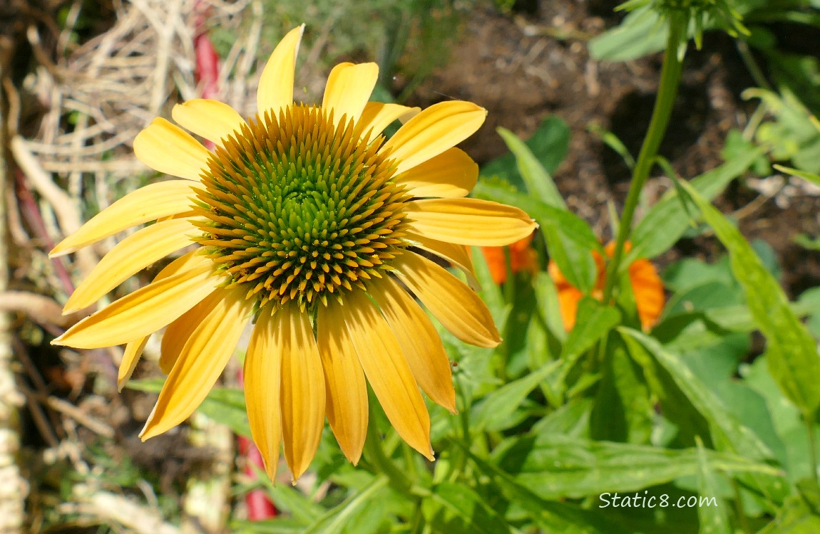 Orange Echinacea bloom