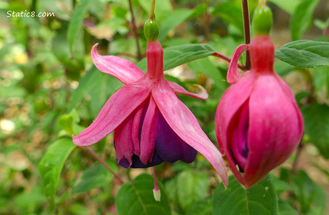 Fuchsia blooms hanging from the plant