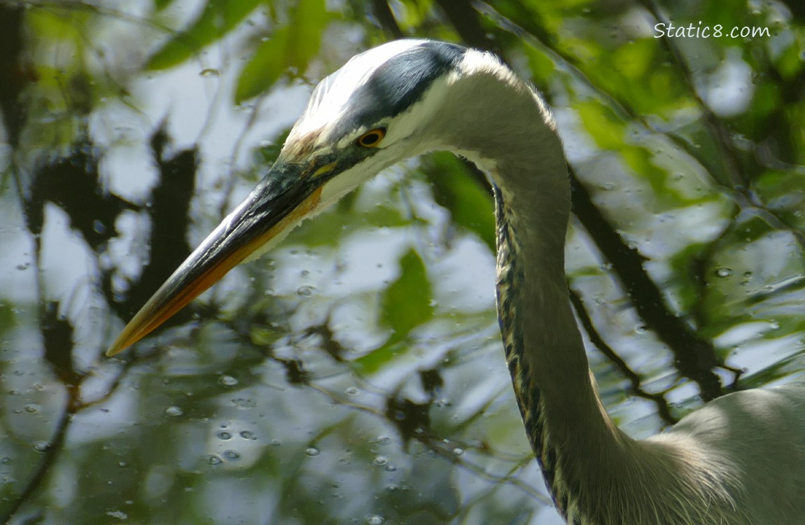 Close up of the face of a Great Blue Heron hunting in shallow water