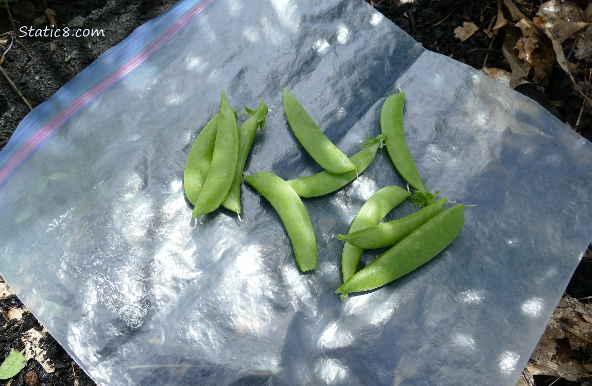 Harvested Snap Peas laying on a ziplock on the ground