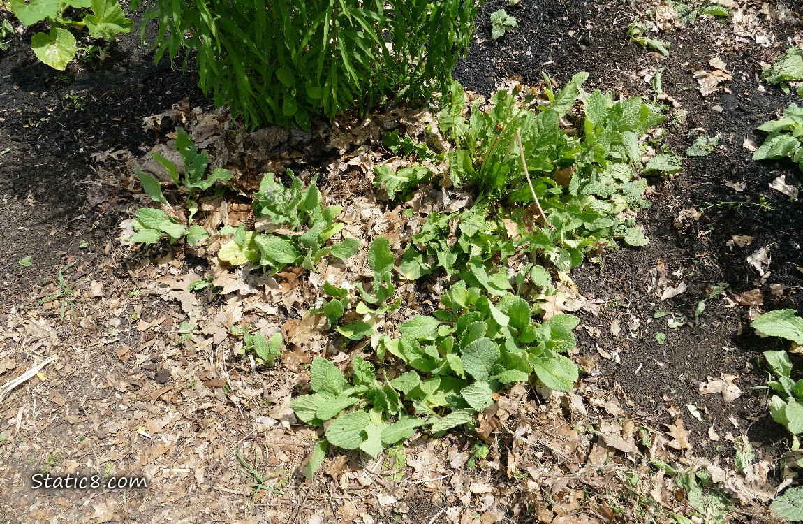 Garden plot