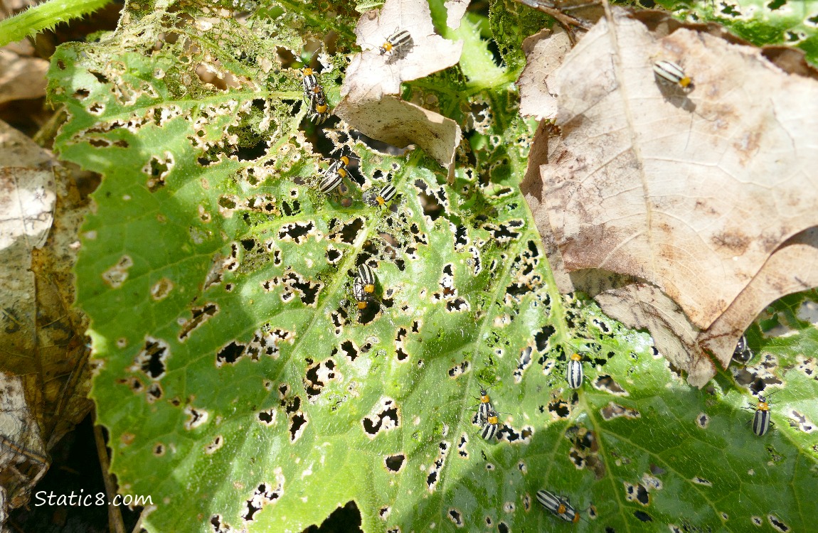 Striped Cucumber Beetles on a holey leaf