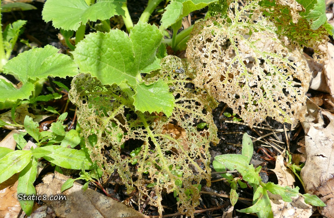 Squash leaves 