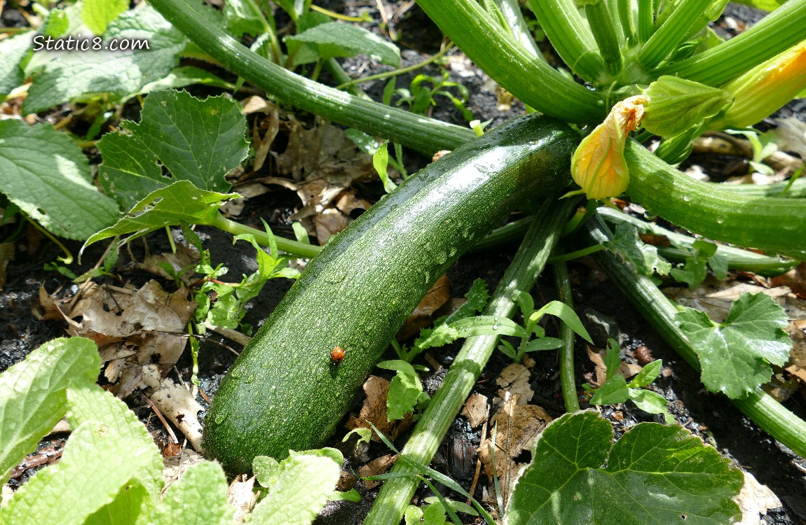 Zucchini fruit growing on the plant