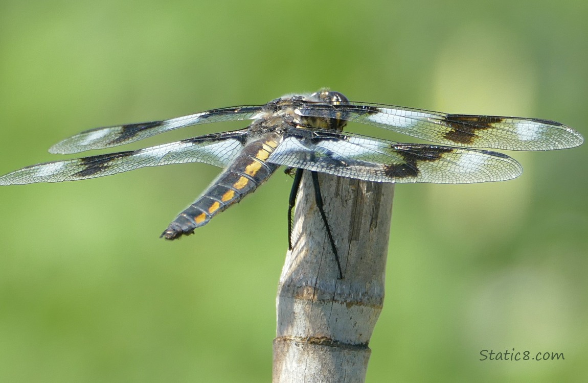 Eight Spot Skimmer Dragonfly standing on a pole