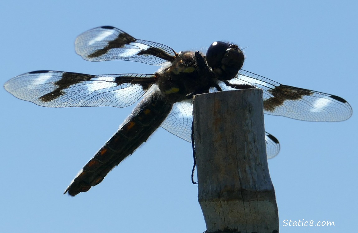 Dragonfly silhouetted with blue sky behind