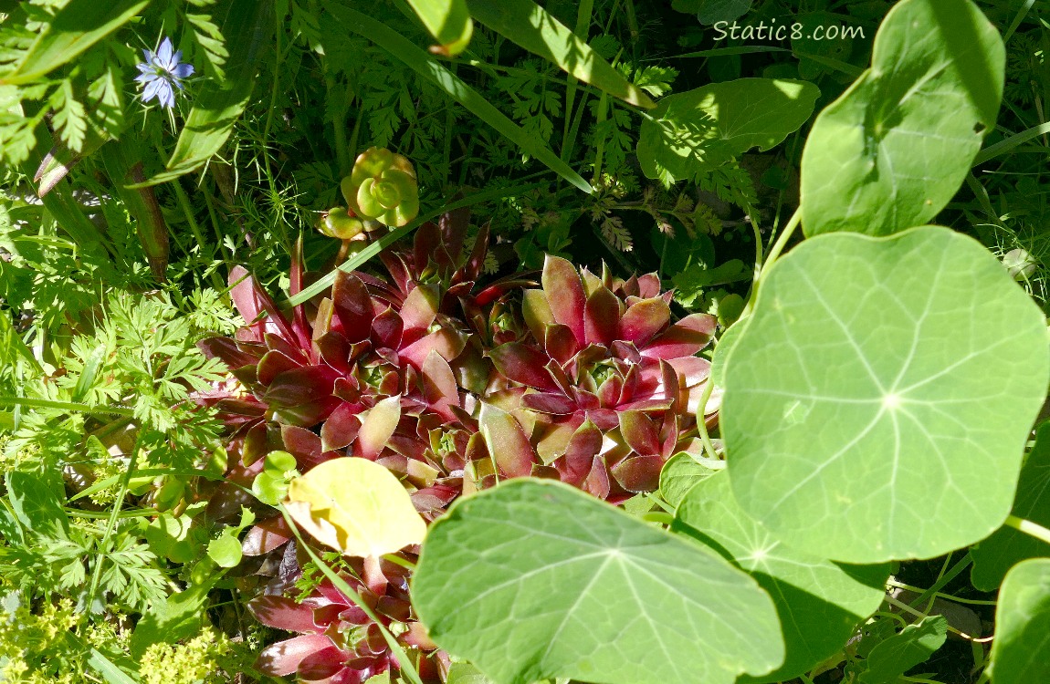 Succulants and Nasturtiums and the leaves of other plants