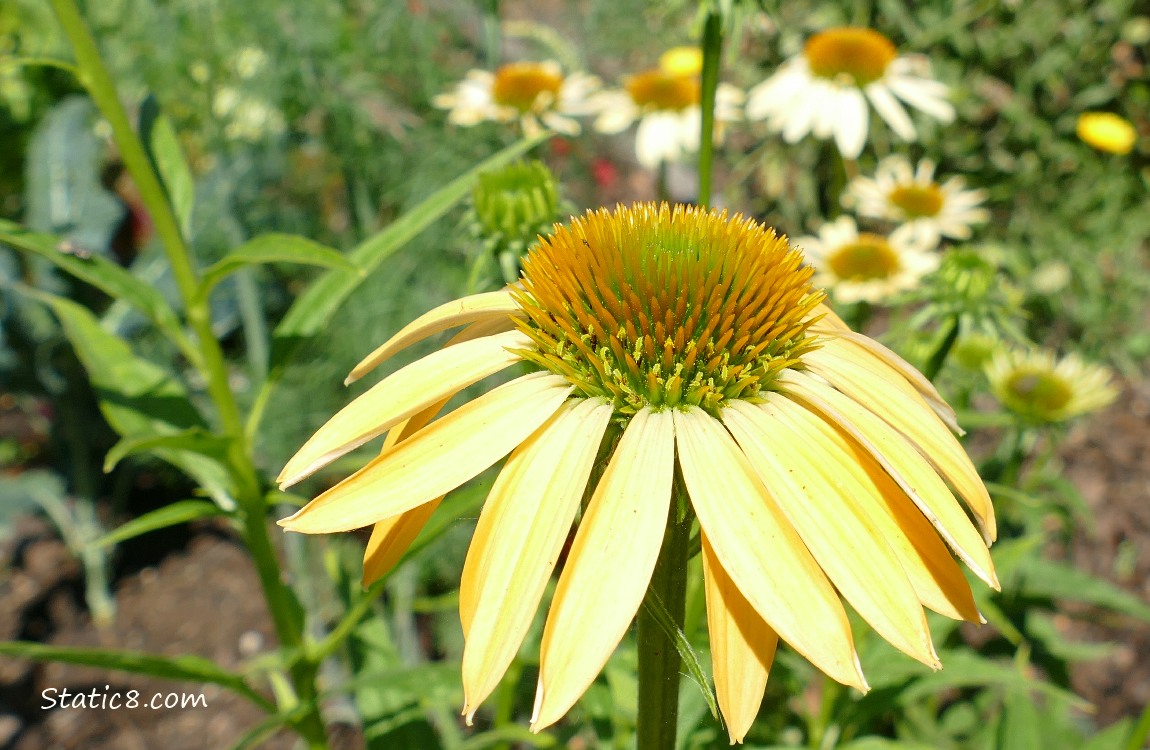 Orange Echinacea bloom with more blooms in the background