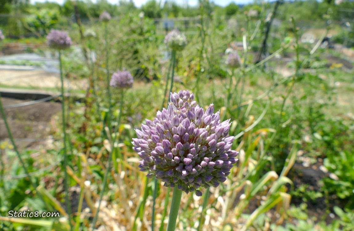 Garlic bloom with other blooms in the background