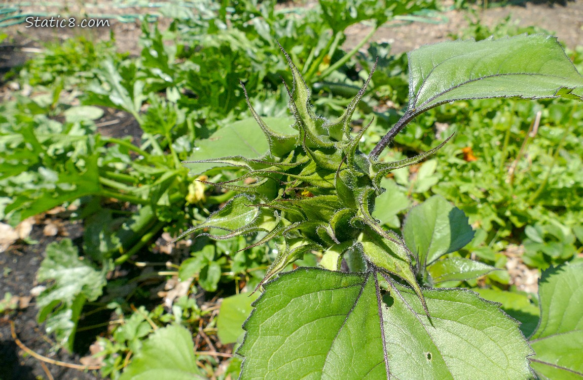 Sunflower growing in the garden