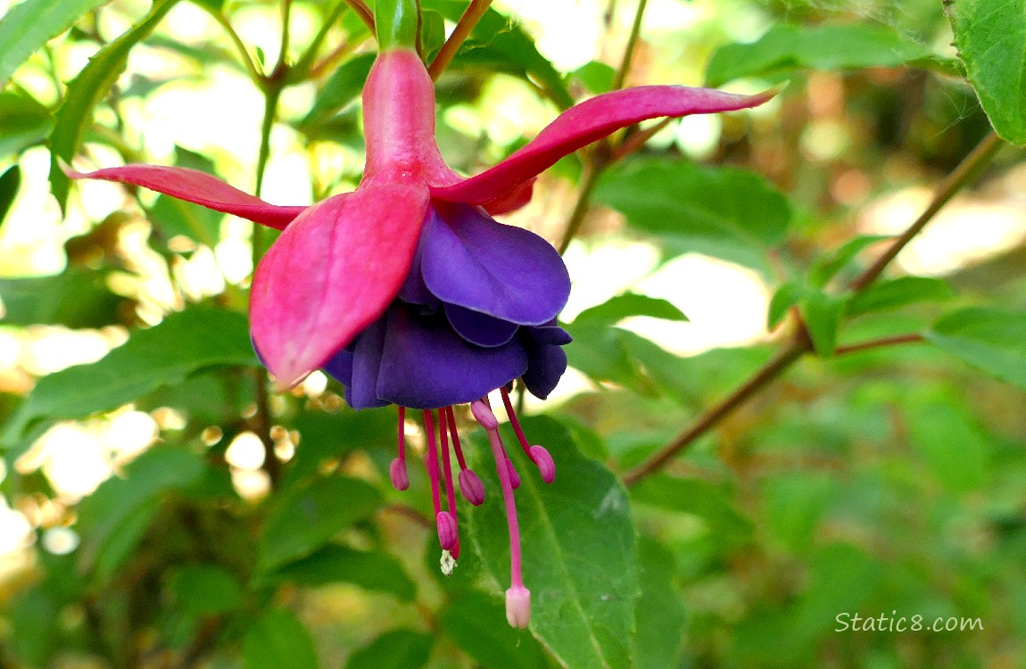 Fuchsia bloom hanging from the plant