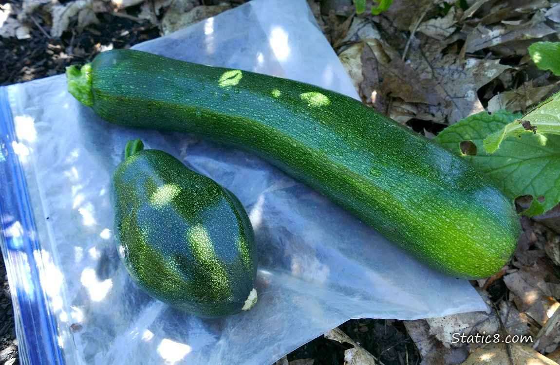 Zucchinis harvested and laying on a ziplock