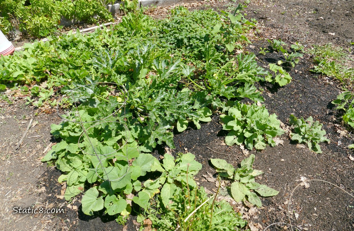 garden plot