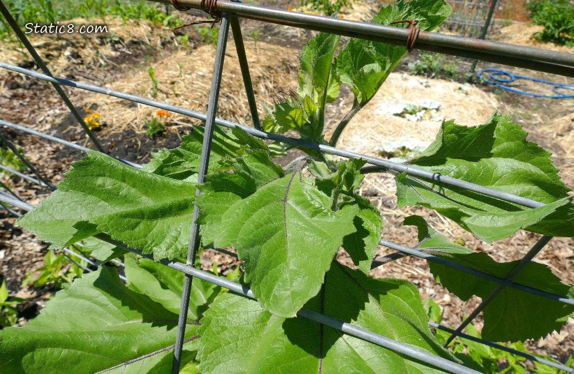 Sunflower under a wire trellis