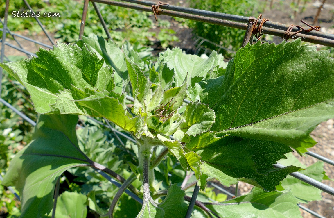 Sunflower under a wire trellis
