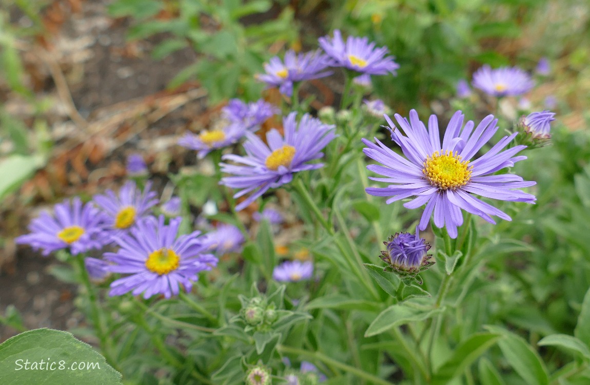 Aster blooms