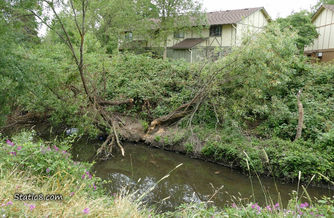 Fallen trees on the other side of the creek