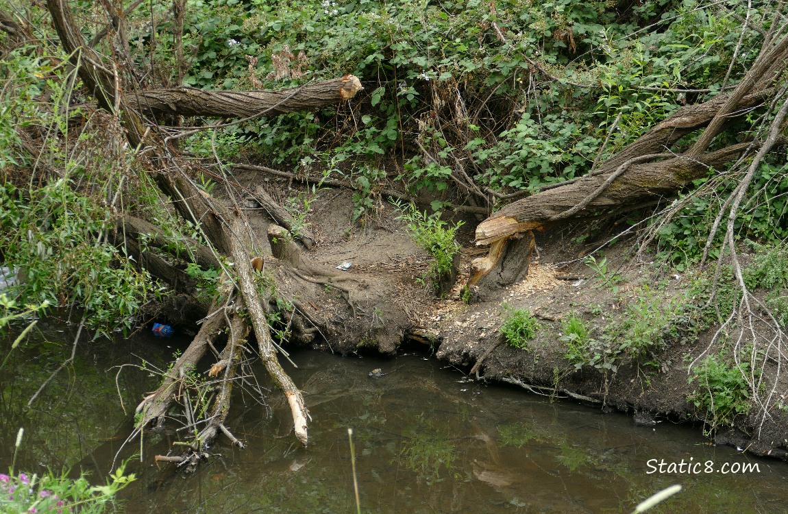 Close up of fallen trees on the other side of the creek