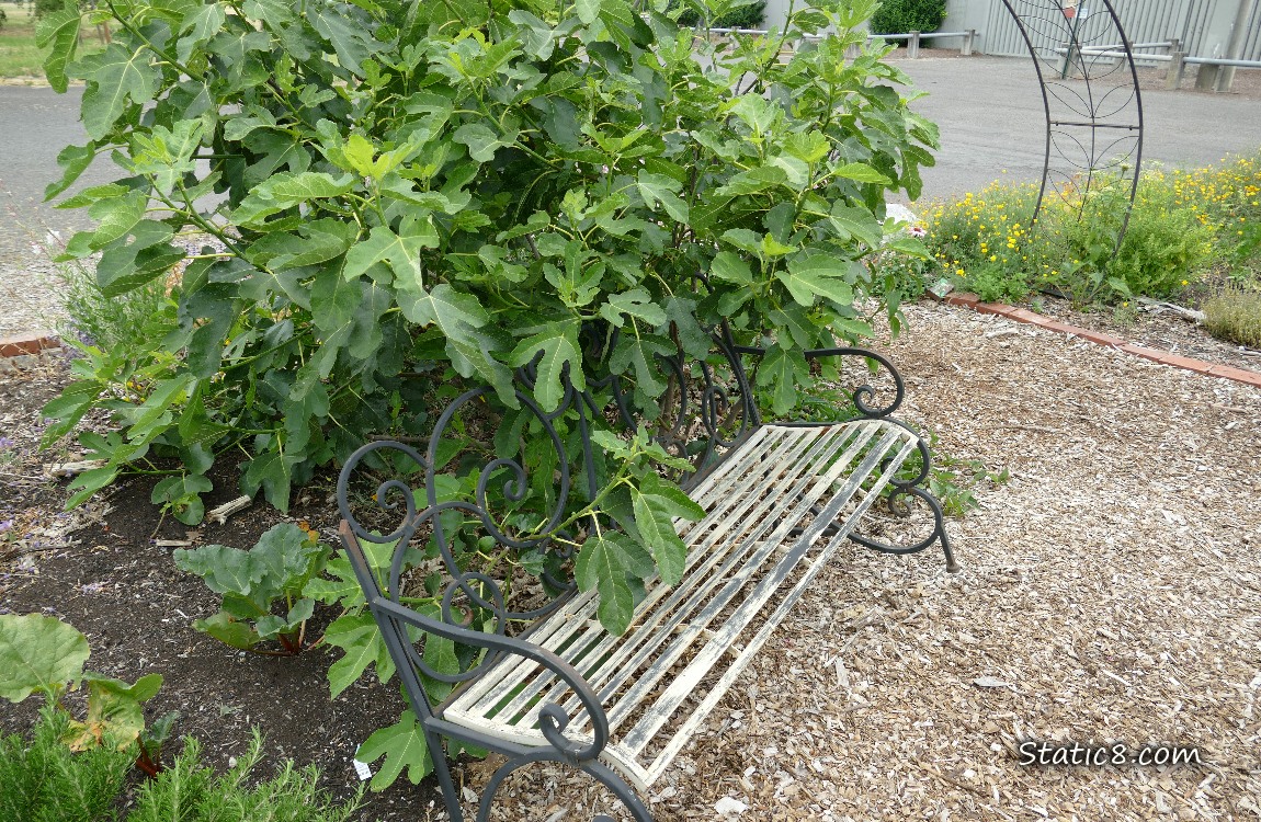 Fig bush growing thru a wood bench