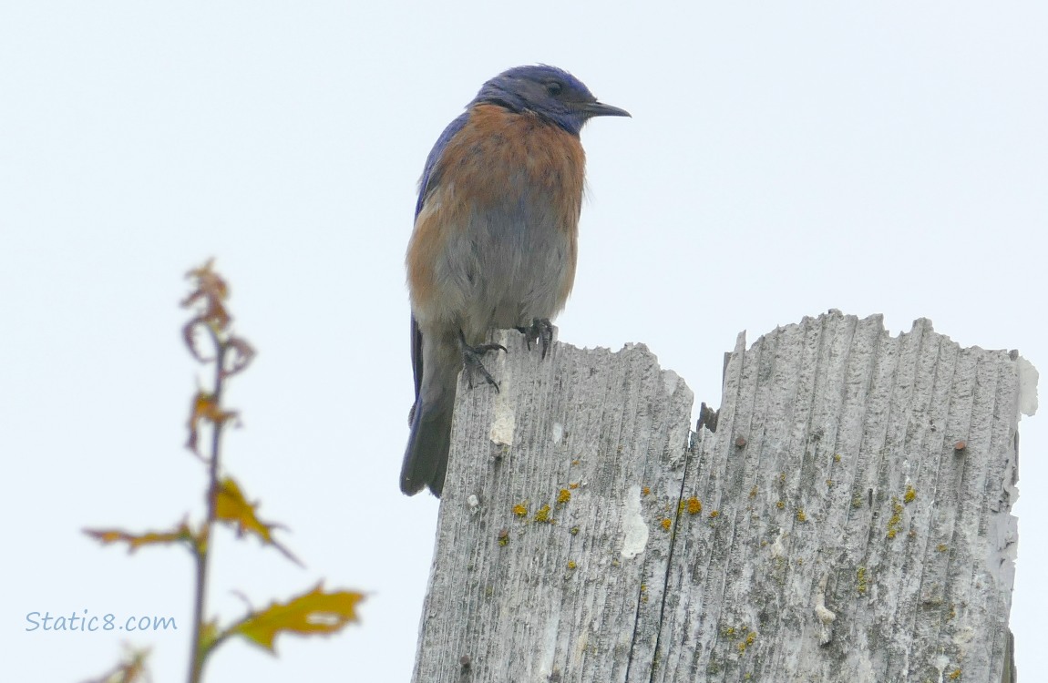 Bluebird standing on a wood nest box, grey sky behind