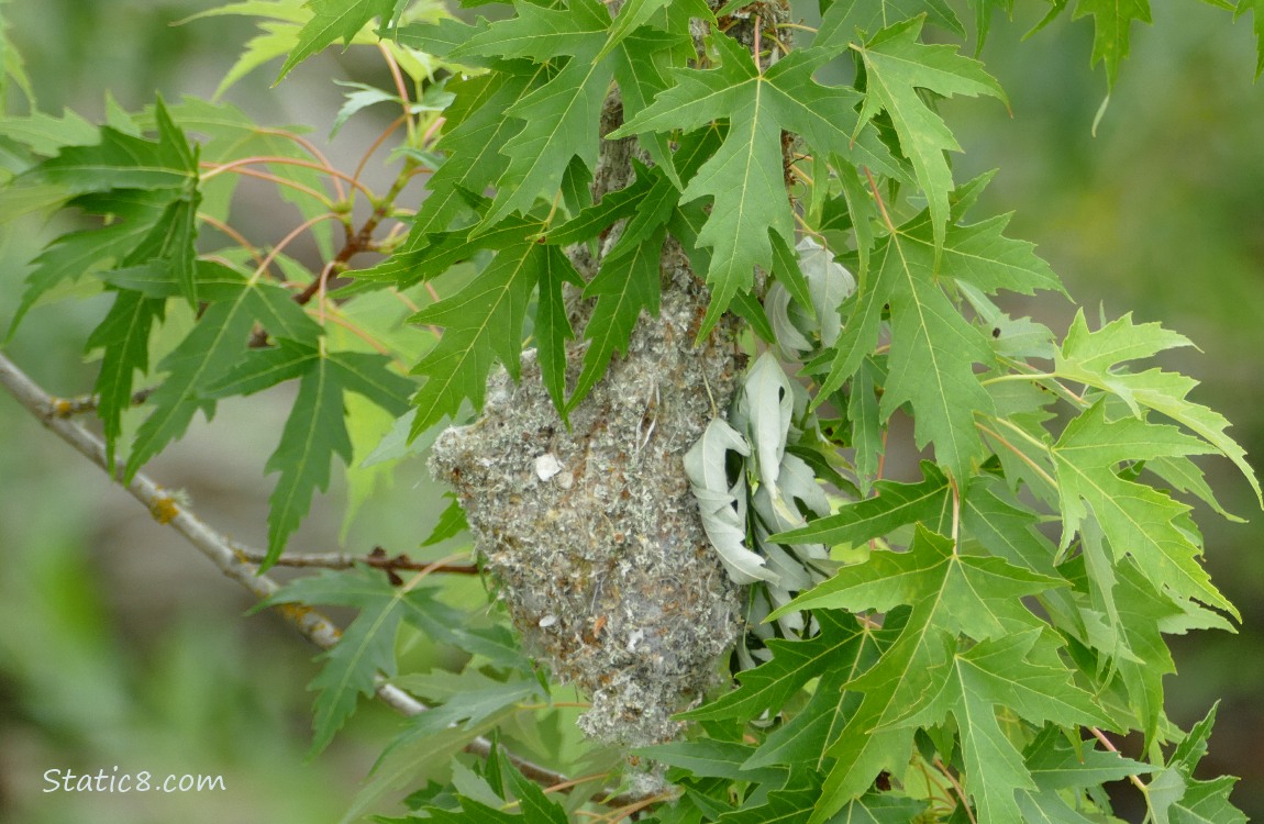 Bushtit nest hanging from a leafy branch