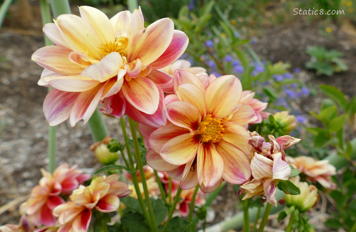 Yellow and pink Dahlia blooms