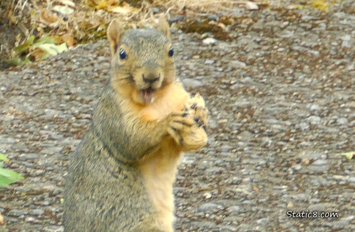 Squirrel holding an open peanut shell