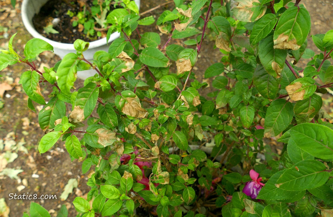 Looking down at a potted Fuchsia plant