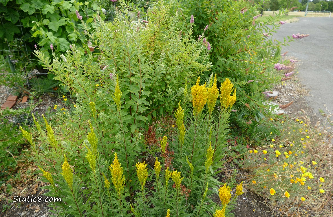 Goldenrod blooms in a garden